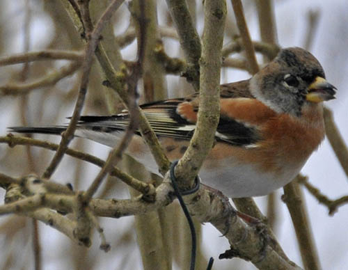 Kvkerfinke, Fringilla montifringilla