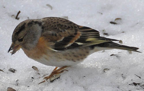 Kvkerfinke, Fringilla montifringilla