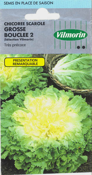 Endivie, Grosse Bouclee 2, Cichorium endivia </i>L.<i>