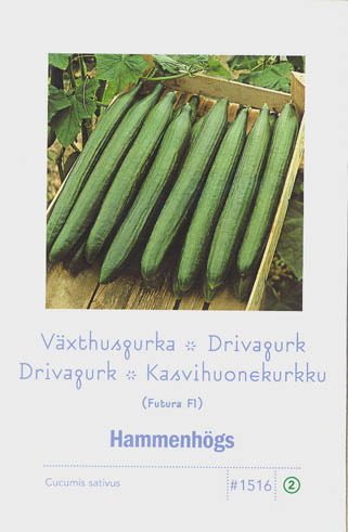 Agurk, Futura F1, Cucumis sativus </i>L.<i>