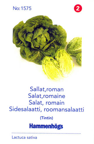 Havesalat, romersalat, Tintin, Lactuca sativa </i>L. var. <i>longifolia.